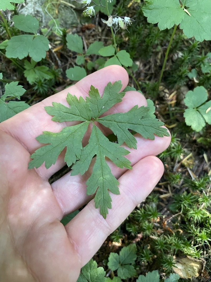 Threeleaf Foamflower photo 7