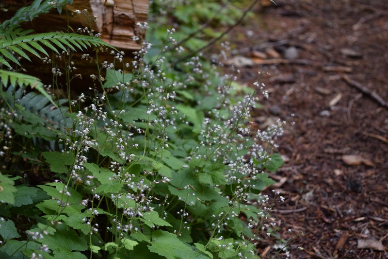 Threeleaf Foamflower photo 5