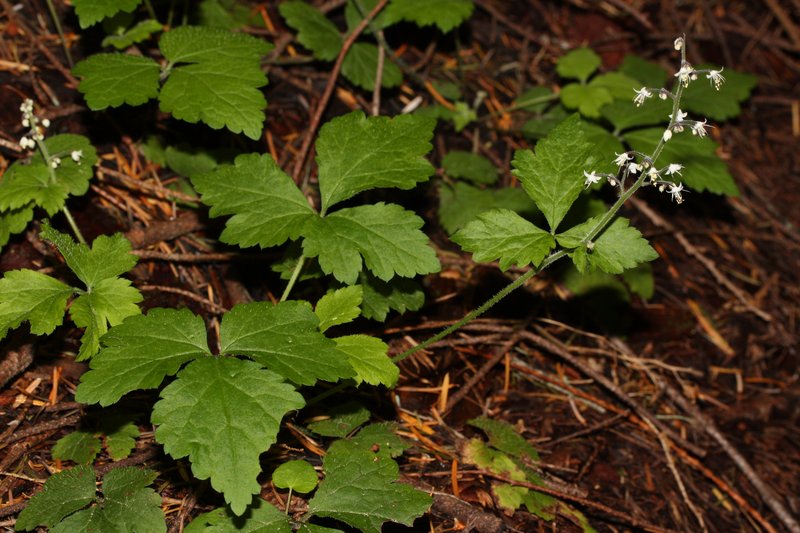 Threeleaf Foamflower