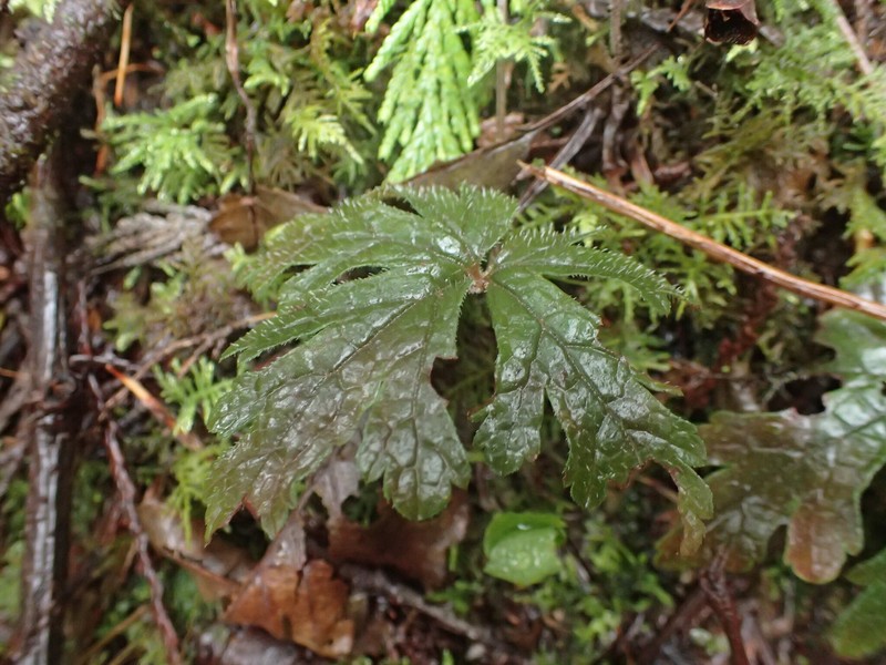 Tiarella trifoliata var. laciniata