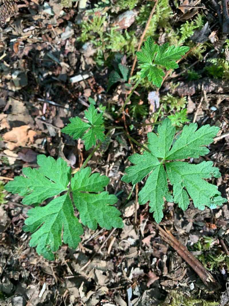 Tiarella trifoliata var. laciniata photo 2