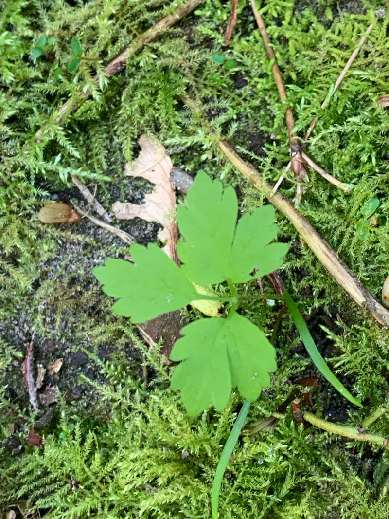 Tiarella trifoliata var. laciniata photo 3