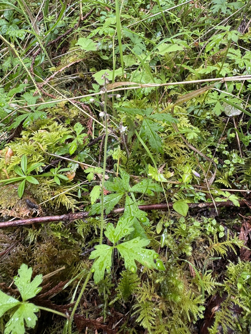Tiarella trifoliata var. laciniata photo 5
