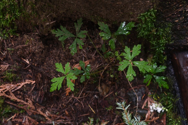 Tiarella trifoliata var. laciniata photo 6