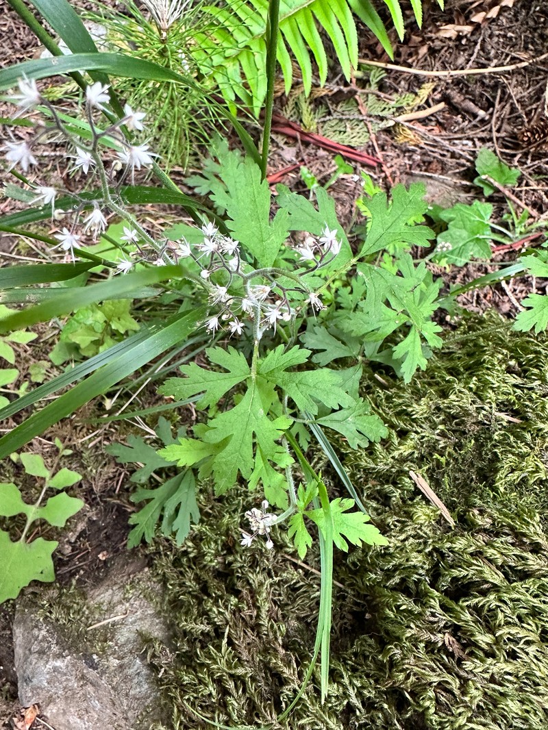 Tiarella trifoliata var. laciniata photo 7