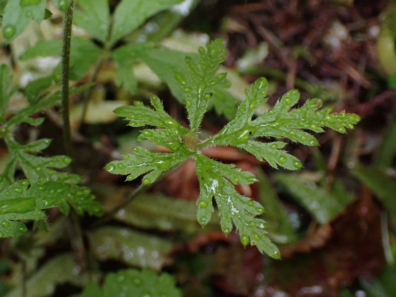 Tiarella trifoliata var. laciniata photo 8