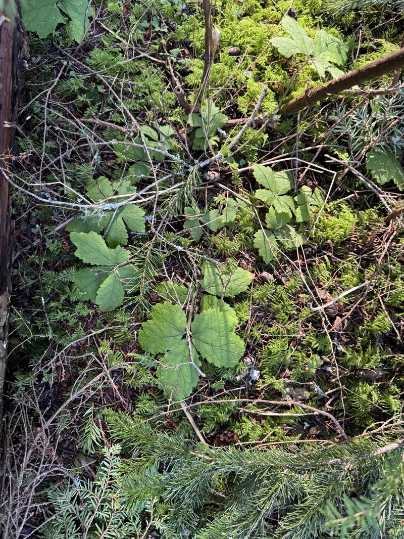 Tiarella trifoliata var. trifoliata