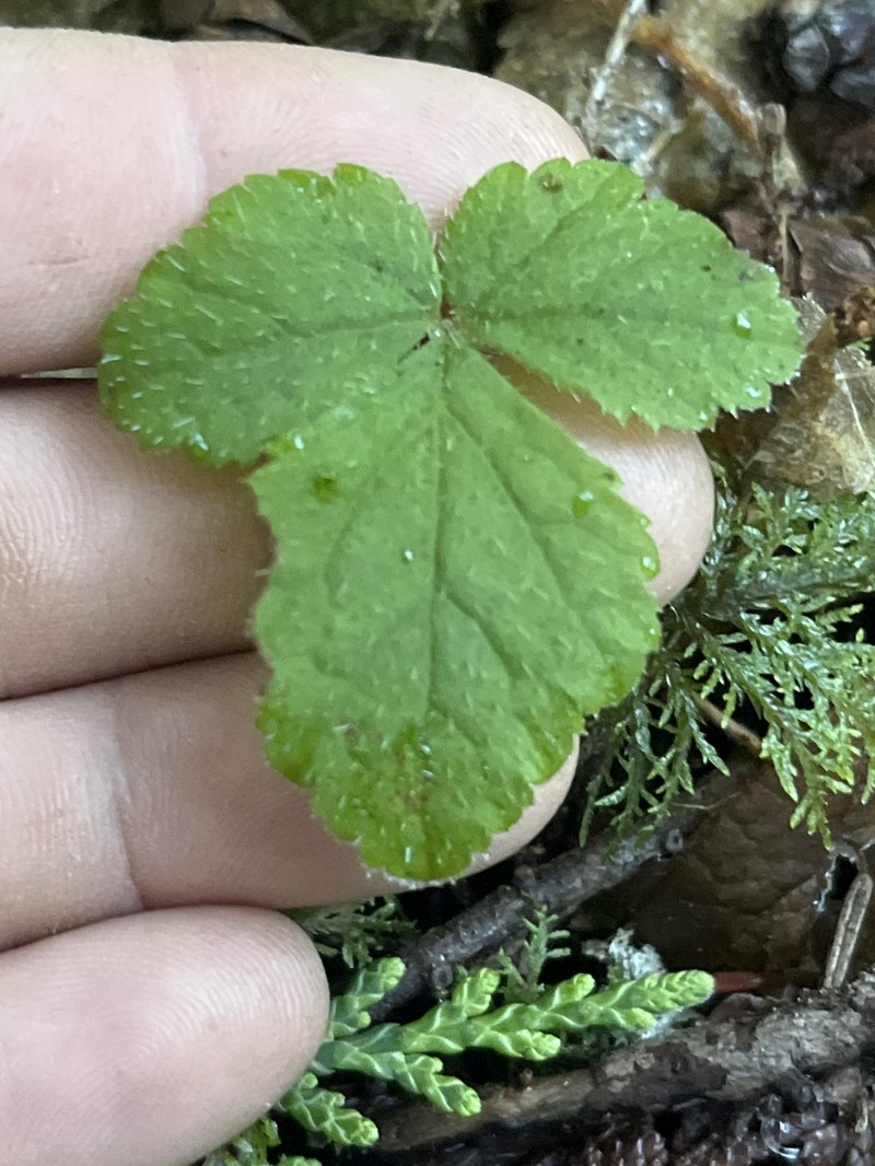 Tiarella trifoliata var. trifoliata photo 3