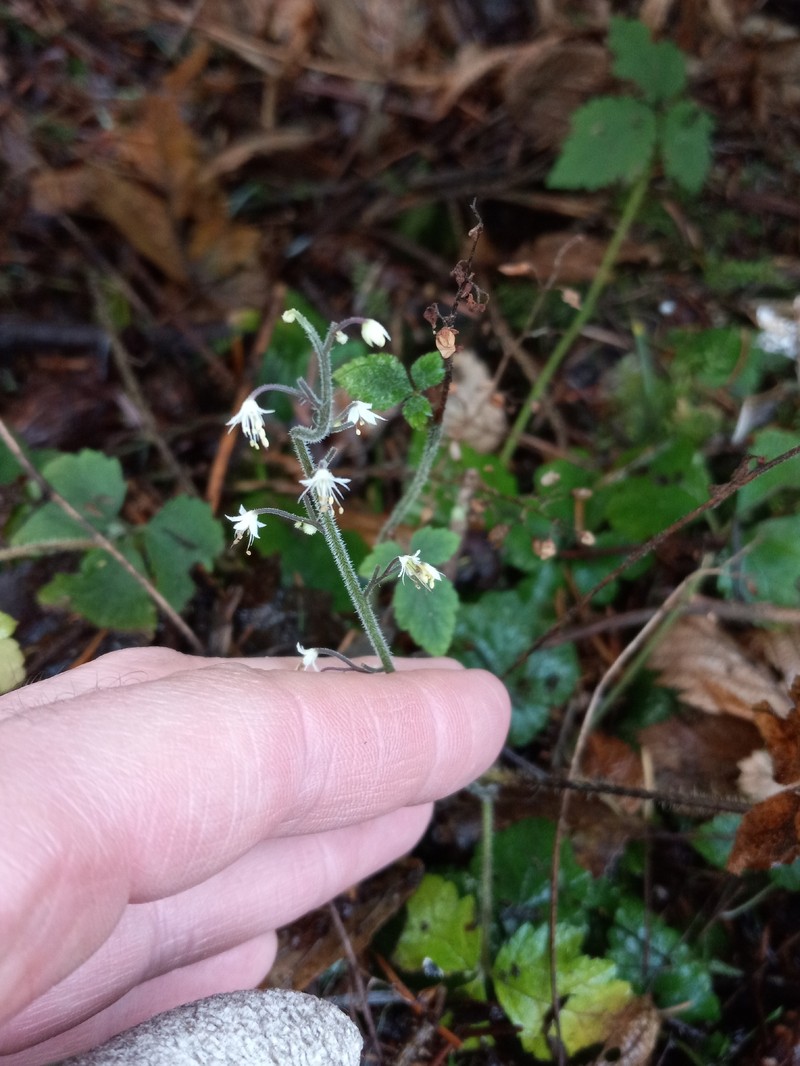 Tiarella trifoliata var. trifoliata photo 4