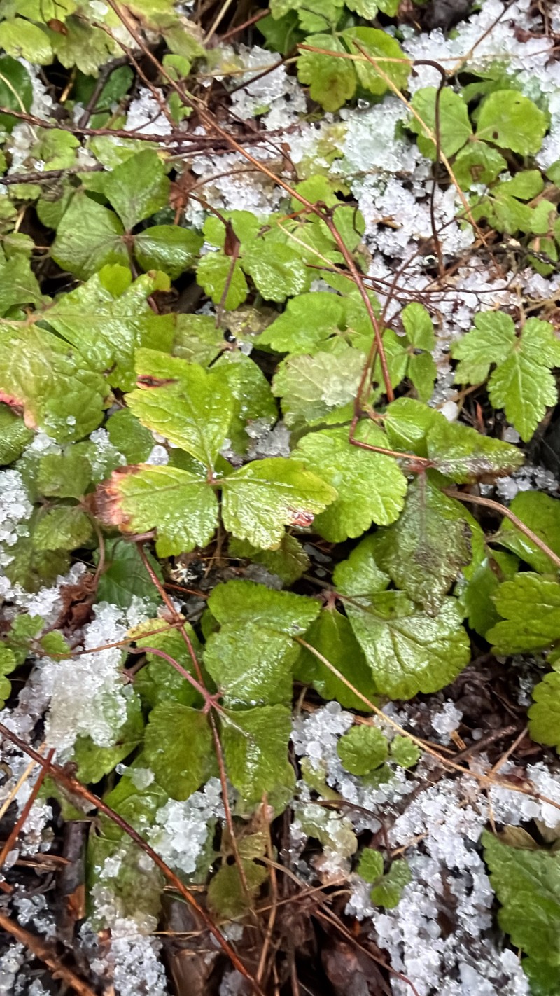 Tiarella trifoliata var. trifoliata photo 5