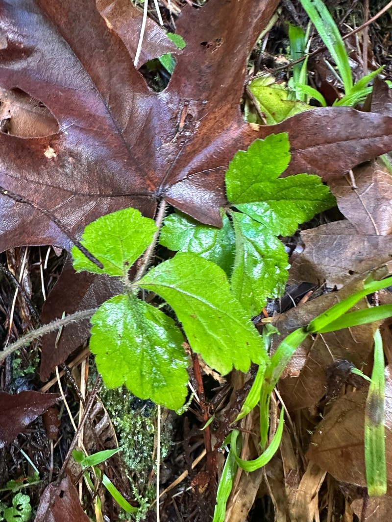 Tiarella trifoliata var. trifoliata photo 6