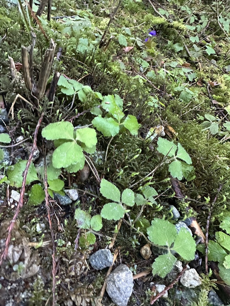 Tiarella trifoliata var. trifoliata photo 7