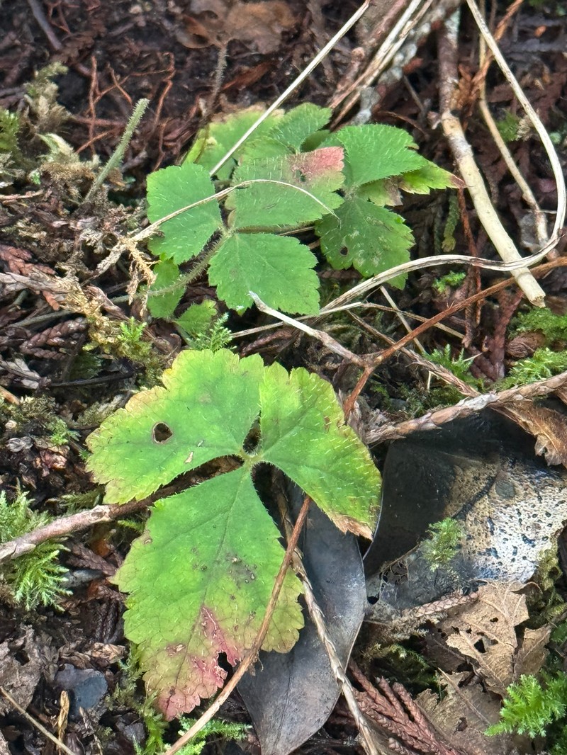Tiarella trifoliata var. trifoliata photo 8