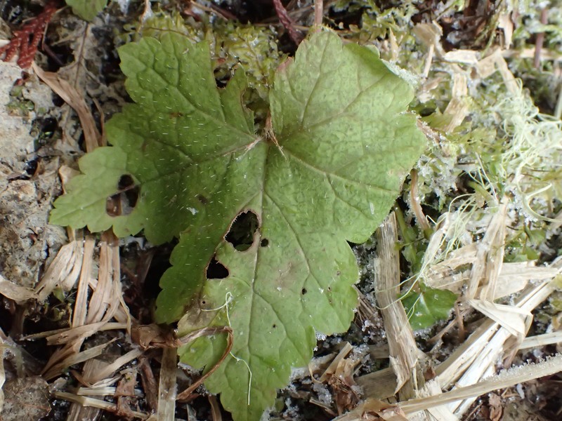 Tiarella trifoliata var. unifoliata