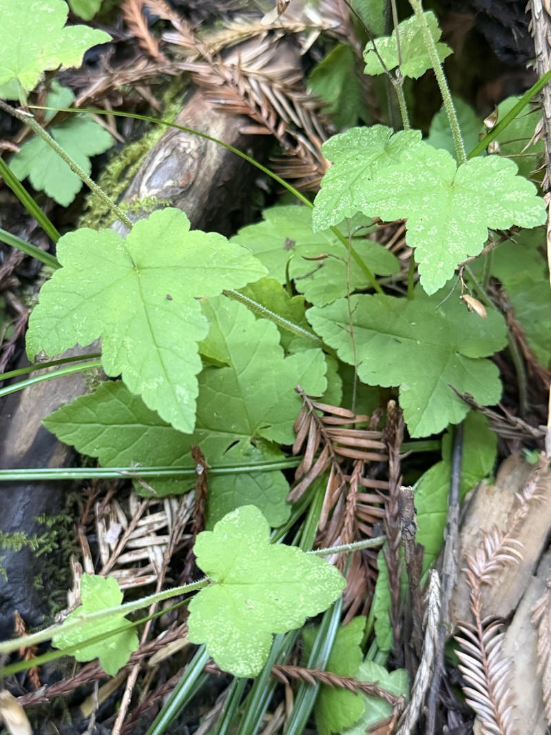 Tiarella trifoliata var. unifoliata photo 2