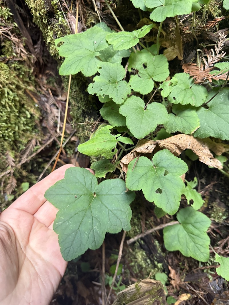 Tiarella trifoliata var. unifoliata photo 3