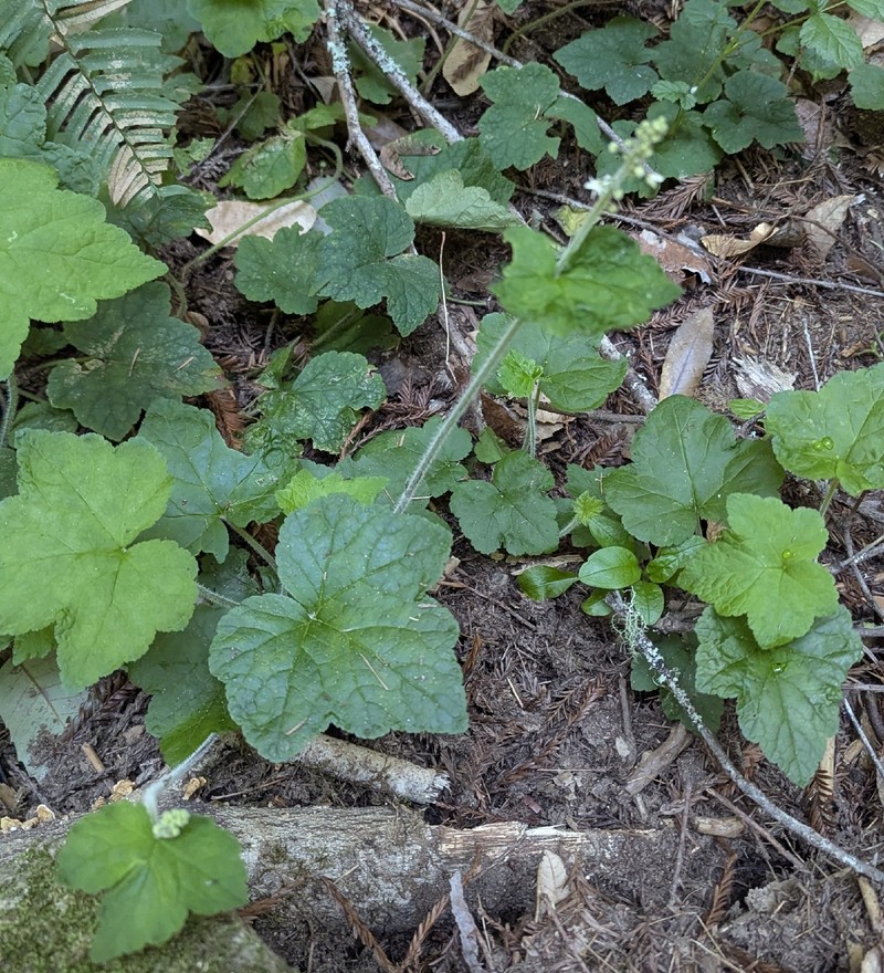 Tiarella trifoliata var. unifoliata photo 4