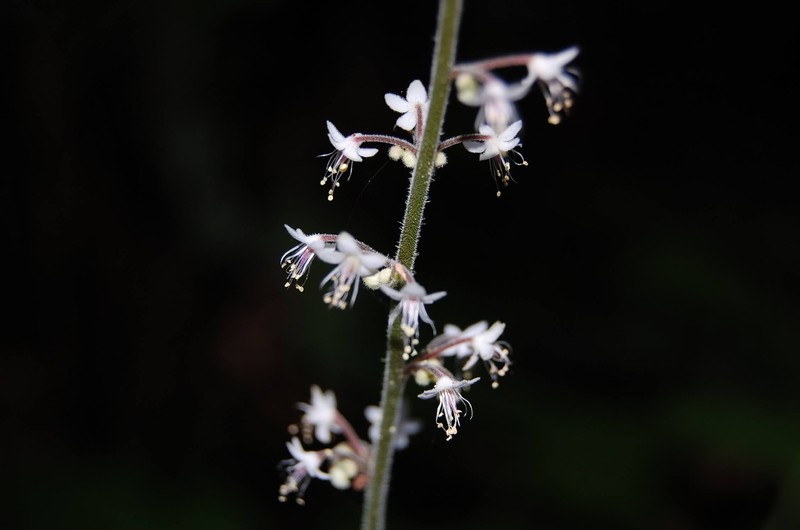 Tiarella trifoliata var. unifoliata photo 5