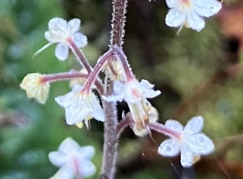 Tiarella trifoliata var. unifoliata photo 6