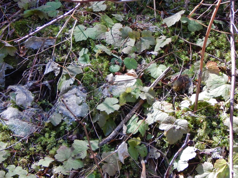 Tiarella trifoliata var. unifoliata photo 7