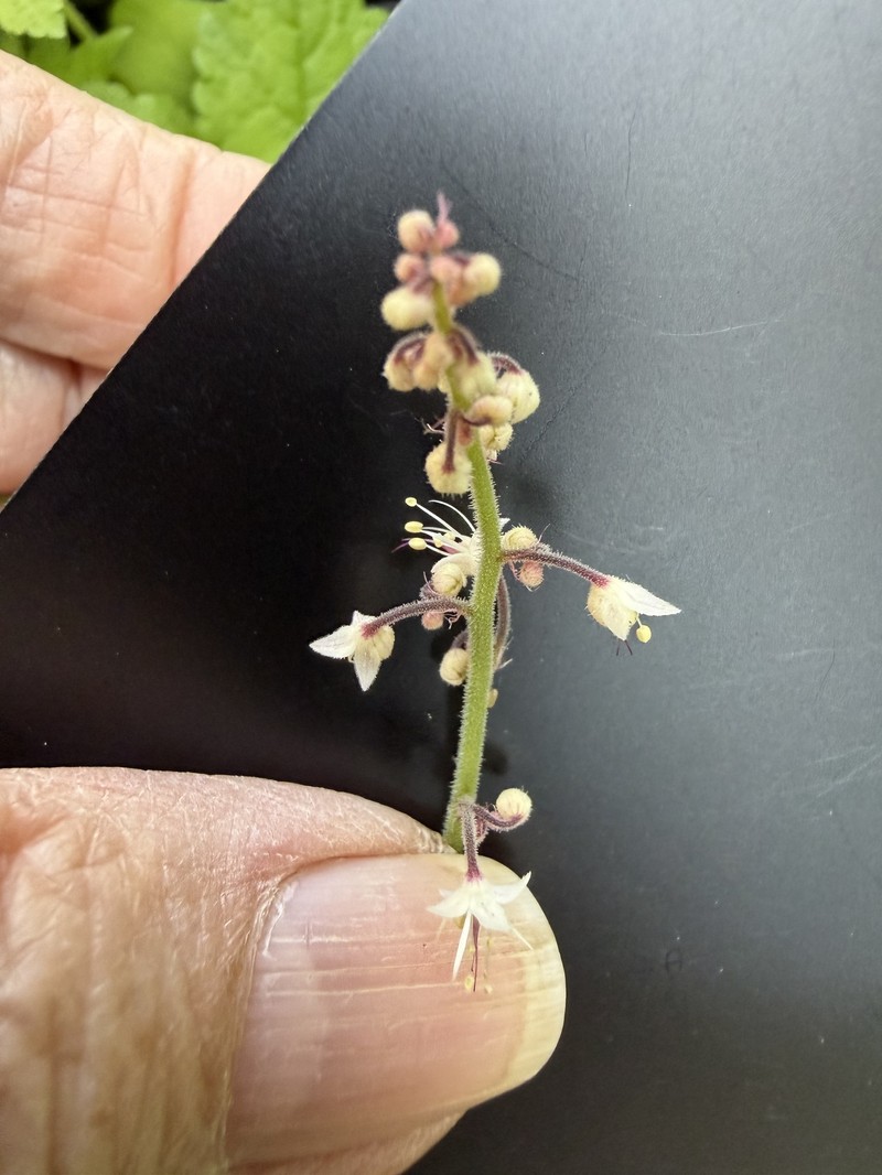 Tiarella trifoliata var. unifoliata photo 8