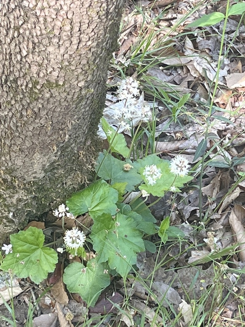 Tiarella wherryi