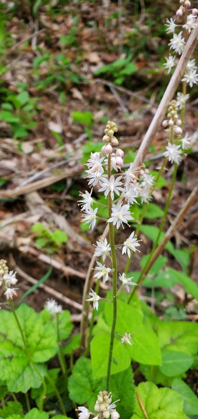 Tiarella wherryi photo 2