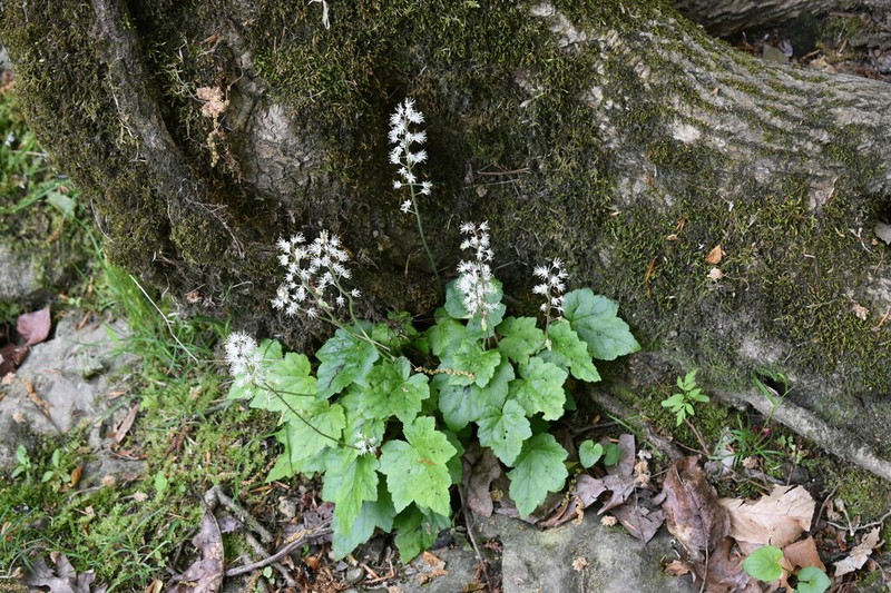 Tiarella wherryi photo 3
