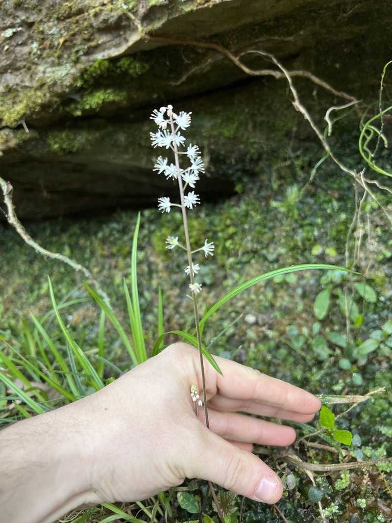 Tiarella wherryi photo 4