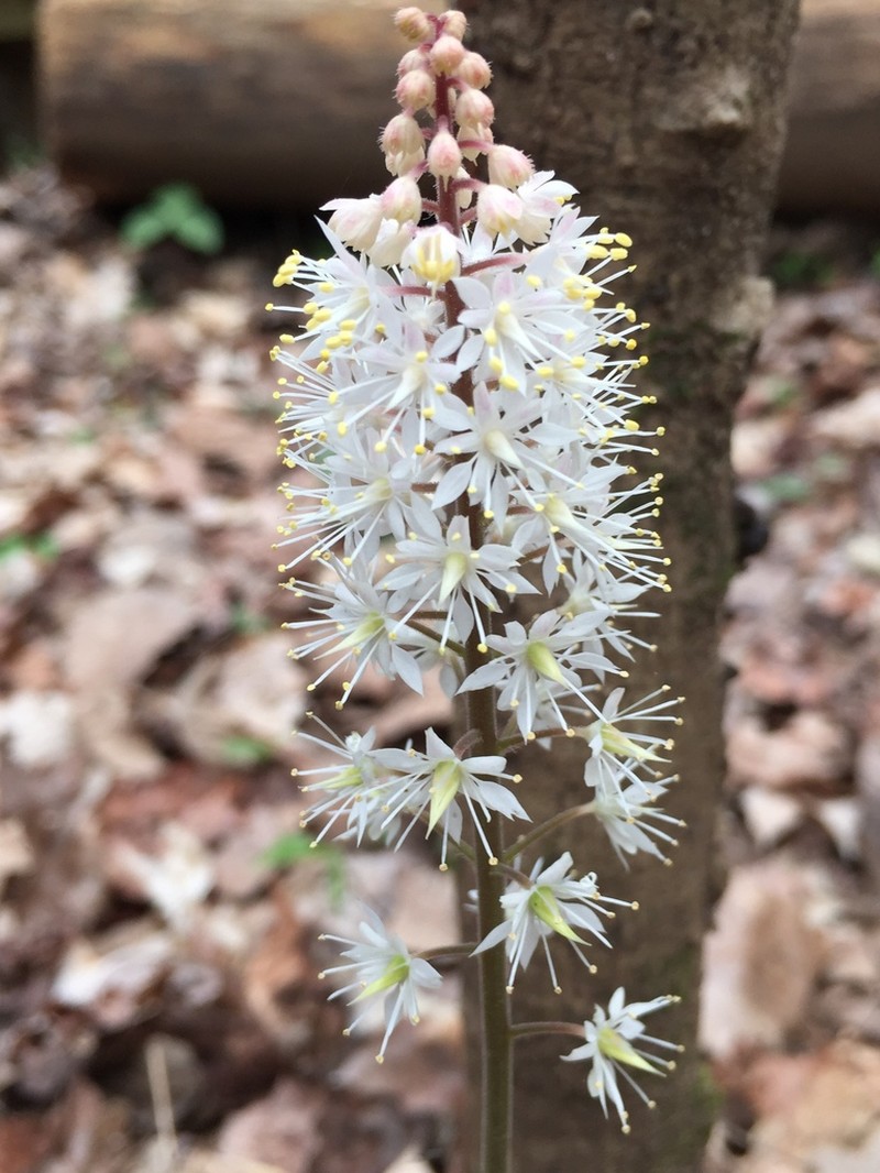 Tiarella wherryi photo 5