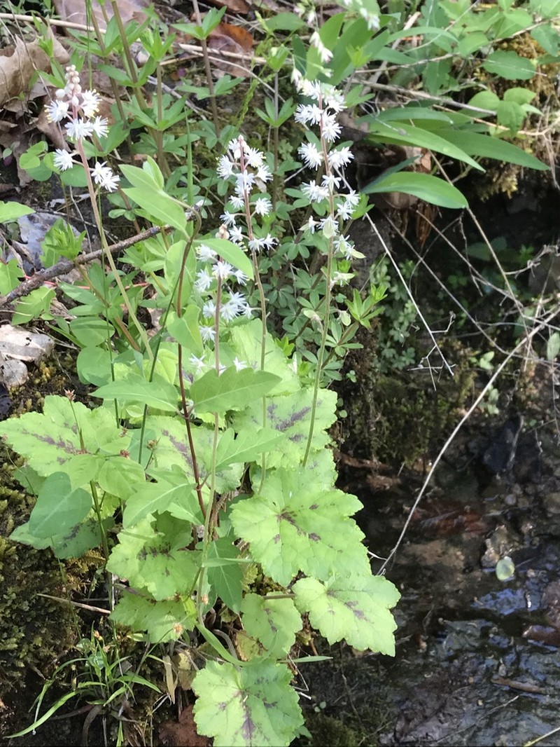Tiarella wherryi photo 6