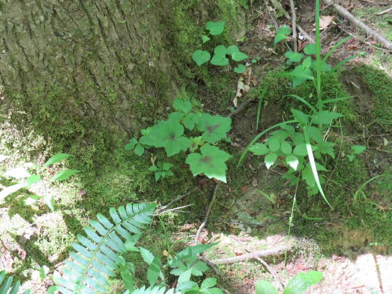 Tiarella wherryi photo 7