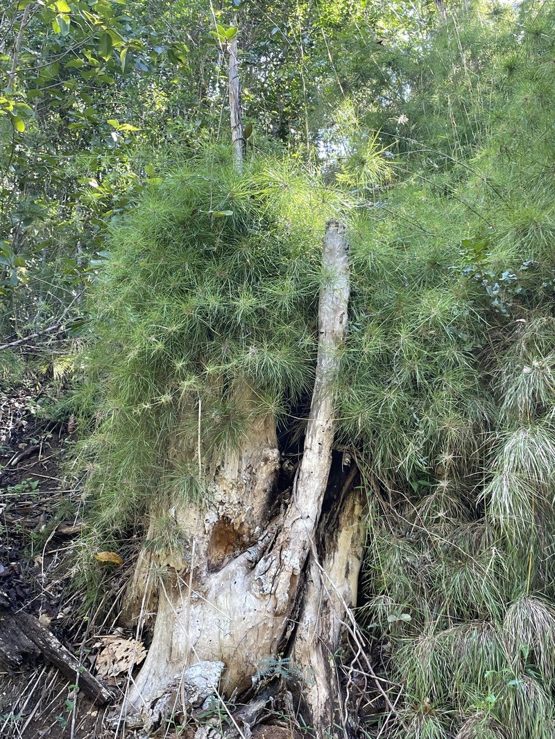 Old Man's Beard