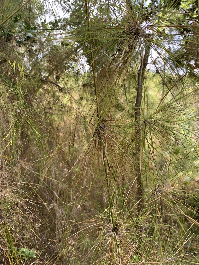 Old Man's Beard photo 2
