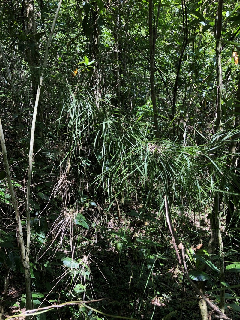 Old Man's Beard photo 3