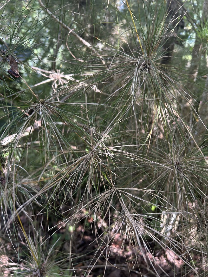 Old Man's Beard photo 5
