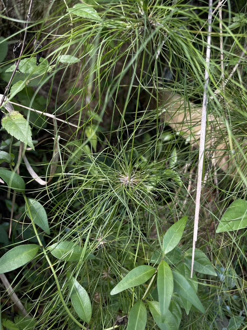 Old Man's Beard photo 6