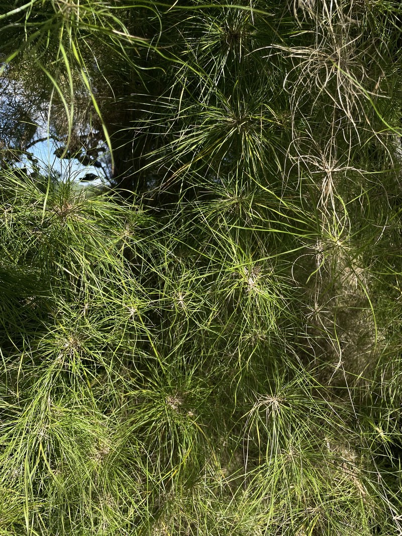 Old Man's Beard photo 7