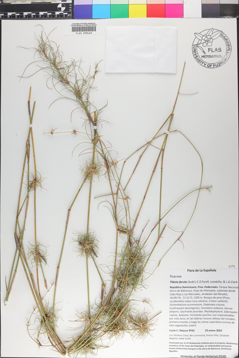 Old Man's Beard photo 8