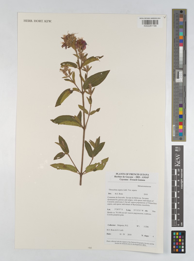 Tibouchina aspera var. aspera