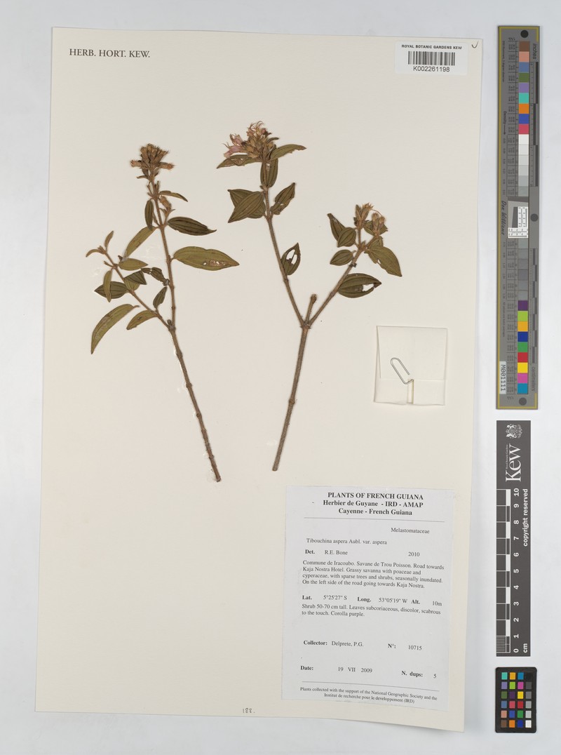 Tibouchina aspera var. aspera photo 2