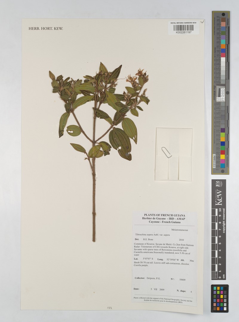 Tibouchina aspera var. aspera photo 3