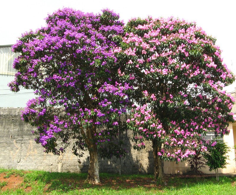 Brazilian Glorytree photo 2