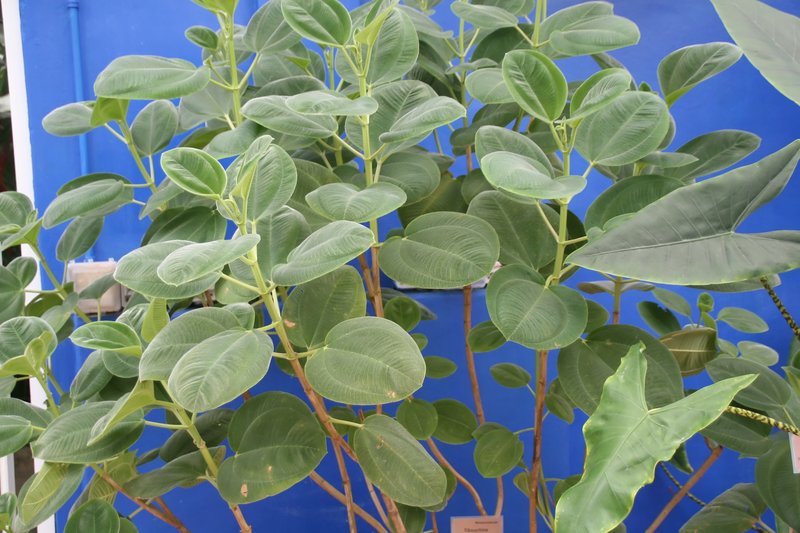 Brazilian Glorytree photo 3