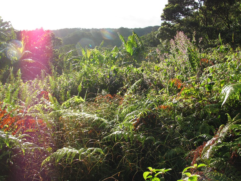 Herbaceous Glorytree photo 3