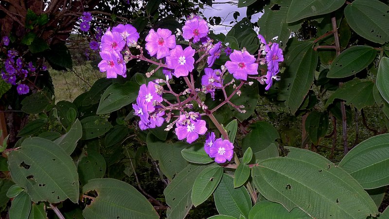 Silverleafed Princess Flower