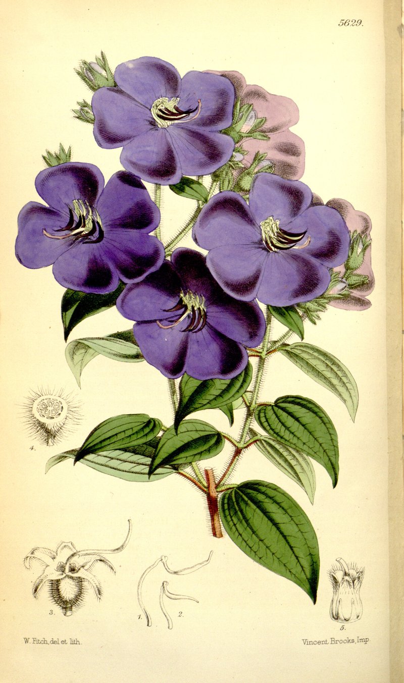 Tibouchina laa