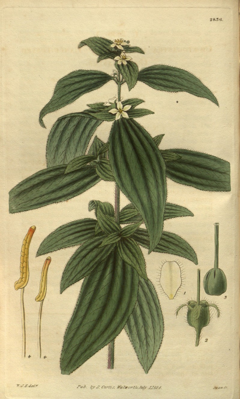 Longleaf Glorytree photo 2