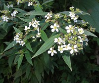 Longleaf Glorytree