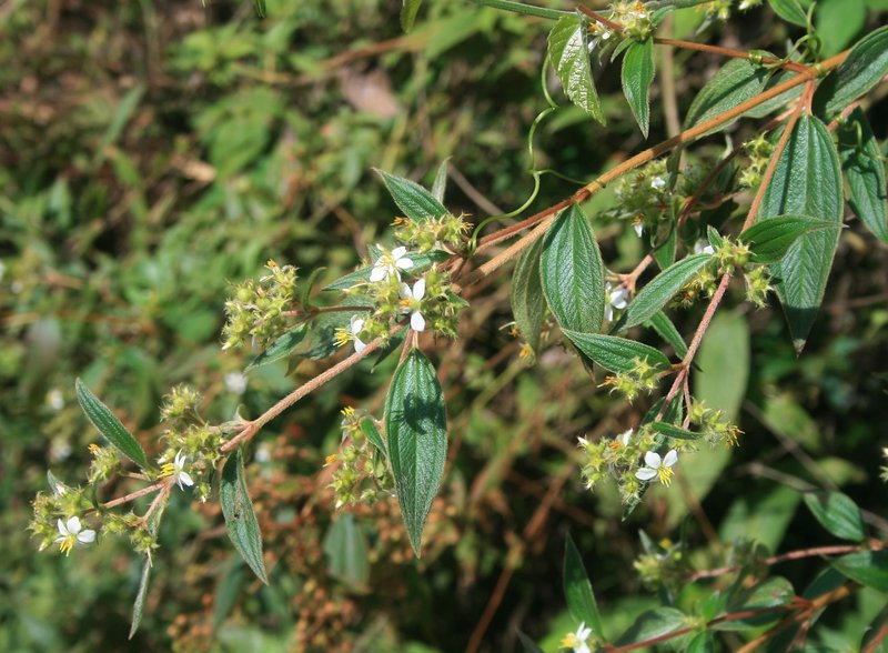 Longleaf Glorytree photo 4